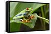 Red Eyed Tree Frog, Costa Rica-Paul Souders-Framed Stretched Canvas