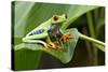 Red Eyed Tree Frog, Costa Rica-Paul Souders-Stretched Canvas