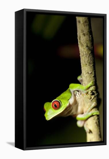 Red Eyed Tree Frog, Costa Rica-null-Framed Stretched Canvas