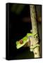 Red Eyed Tree Frog, Costa Rica-null-Framed Stretched Canvas