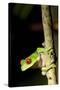 Red Eyed Tree Frog, Costa Rica-null-Stretched Canvas
