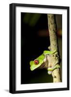 Red Eyed Tree Frog, Costa Rica-null-Framed Premium Photographic Print