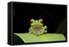 Red Eyed Tree Frog, Costa Rica-null-Framed Stretched Canvas