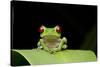 Red Eyed Tree Frog, Costa Rica-null-Stretched Canvas