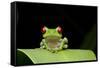 Red Eyed Tree Frog, Costa Rica-null-Framed Stretched Canvas