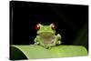 Red Eyed Tree Frog, Costa Rica-null-Stretched Canvas