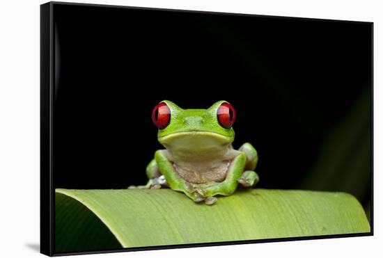 Red Eyed Tree Frog, Costa Rica-null-Framed Stretched Canvas