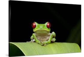 Red Eyed Tree Frog, Costa Rica-null-Stretched Canvas