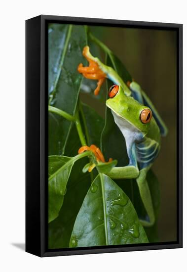 Red Eyed Tree Frog, Costa Rica-null-Framed Stretched Canvas