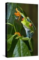 Red Eyed Tree Frog, Costa Rica-null-Stretched Canvas