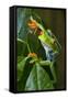 Red Eyed Tree Frog, Costa Rica-null-Framed Stretched Canvas