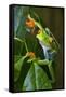 Red Eyed Tree Frog, Costa Rica-null-Framed Stretched Canvas