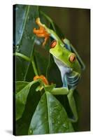 Red Eyed Tree Frog, Costa Rica-null-Stretched Canvas