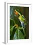Red Eyed Tree Frog, Costa Rica-null-Framed Premium Photographic Print