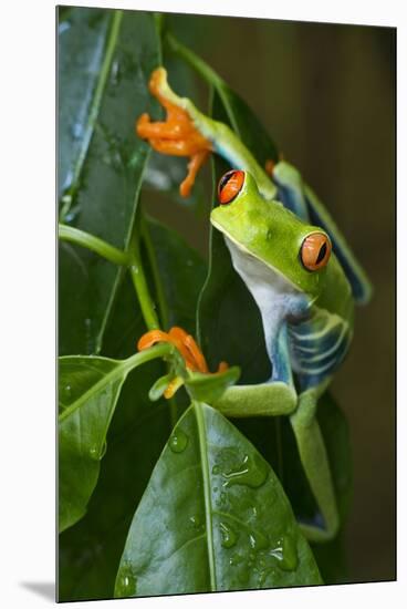 Red Eyed Tree Frog, Costa Rica-null-Mounted Premium Photographic Print