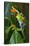 Red Eyed Tree Frog, Costa Rica-null-Stretched Canvas