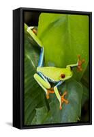 Red Eyed Tree Frog, Costa Rica-null-Framed Stretched Canvas