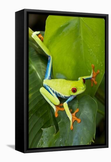 Red Eyed Tree Frog, Costa Rica-null-Framed Stretched Canvas