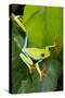 Red Eyed Tree Frog, Costa Rica-null-Stretched Canvas