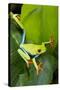 Red Eyed Tree Frog, Costa Rica-null-Stretched Canvas