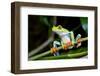 Red Eyed Tree Frog, Costa Rica-Paul Souders-Framed Photographic Print