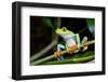 Red Eyed Tree Frog, Costa Rica-Paul Souders-Framed Photographic Print