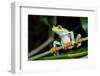 Red Eyed Tree Frog, Costa Rica-Paul Souders-Framed Photographic Print