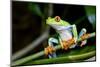 Red Eyed Tree Frog, Costa Rica-Paul Souders-Mounted Photographic Print