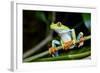 Red Eyed Tree Frog, Costa Rica-Paul Souders-Framed Photographic Print