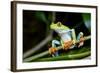 Red Eyed Tree Frog, Costa Rica-Paul Souders-Framed Photographic Print