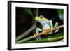 Red Eyed Tree Frog, Costa Rica-Paul Souders-Framed Photographic Print