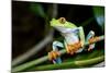 Red Eyed Tree Frog, Costa Rica-Paul Souders-Mounted Photographic Print