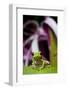 Red Eyed Tree Frog, Costa Rica-Paul Souders-Framed Photographic Print