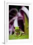 Red Eyed Tree Frog, Costa Rica-Paul Souders-Framed Photographic Print