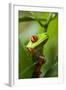 Red Eyed Tree Frog, Costa Rica-Paul Souders-Framed Photographic Print