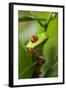 Red Eyed Tree Frog, Costa Rica-Paul Souders-Framed Photographic Print