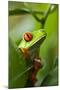 Red Eyed Tree Frog, Costa Rica-Paul Souders-Mounted Photographic Print