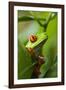 Red Eyed Tree Frog, Costa Rica-Paul Souders-Framed Photographic Print