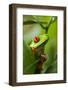 Red Eyed Tree Frog, Costa Rica-Paul Souders-Framed Photographic Print