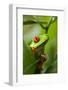 Red Eyed Tree Frog, Costa Rica-Paul Souders-Framed Photographic Print