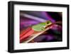 Red Eyed Tree Frog, Costa Rica-Paul Souders-Framed Photographic Print