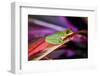 Red Eyed Tree Frog, Costa Rica-Paul Souders-Framed Photographic Print