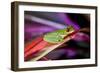 Red Eyed Tree Frog, Costa Rica-Paul Souders-Framed Photographic Print