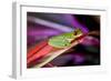 Red Eyed Tree Frog, Costa Rica-Paul Souders-Framed Photographic Print