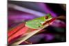 Red Eyed Tree Frog, Costa Rica-Paul Souders-Mounted Photographic Print