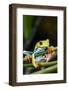 Red Eyed Tree Frog, Costa Rica-Paul Souders-Framed Photographic Print