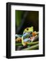 Red Eyed Tree Frog, Costa Rica-Paul Souders-Framed Photographic Print