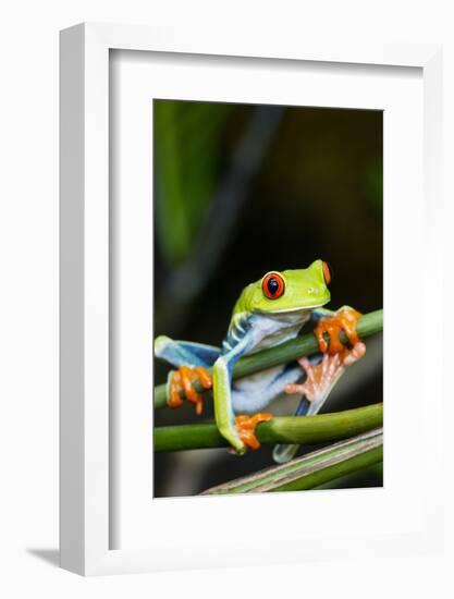 Red Eyed Tree Frog, Costa Rica-Paul Souders-Framed Photographic Print