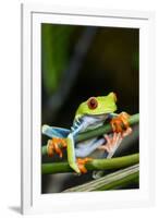 Red Eyed Tree Frog, Costa Rica-Paul Souders-Framed Photographic Print