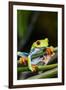 Red Eyed Tree Frog, Costa Rica-Paul Souders-Framed Photographic Print